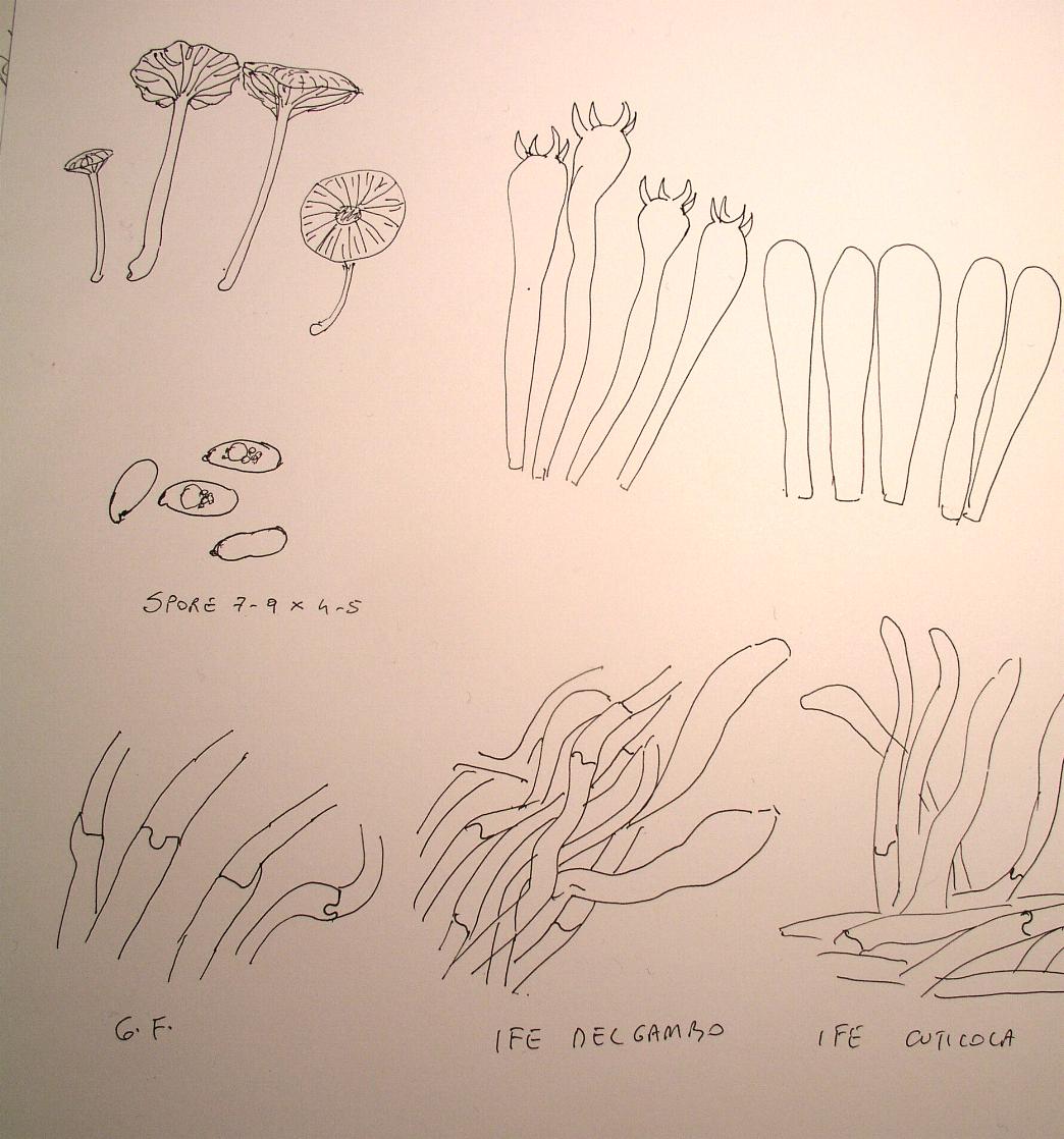 Hemimycena  ignobilis?